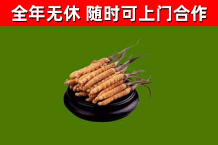 广德回收散虫草